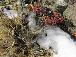 Image of Poa colensoi Hook. fil.