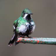 Image of Green Thorntail