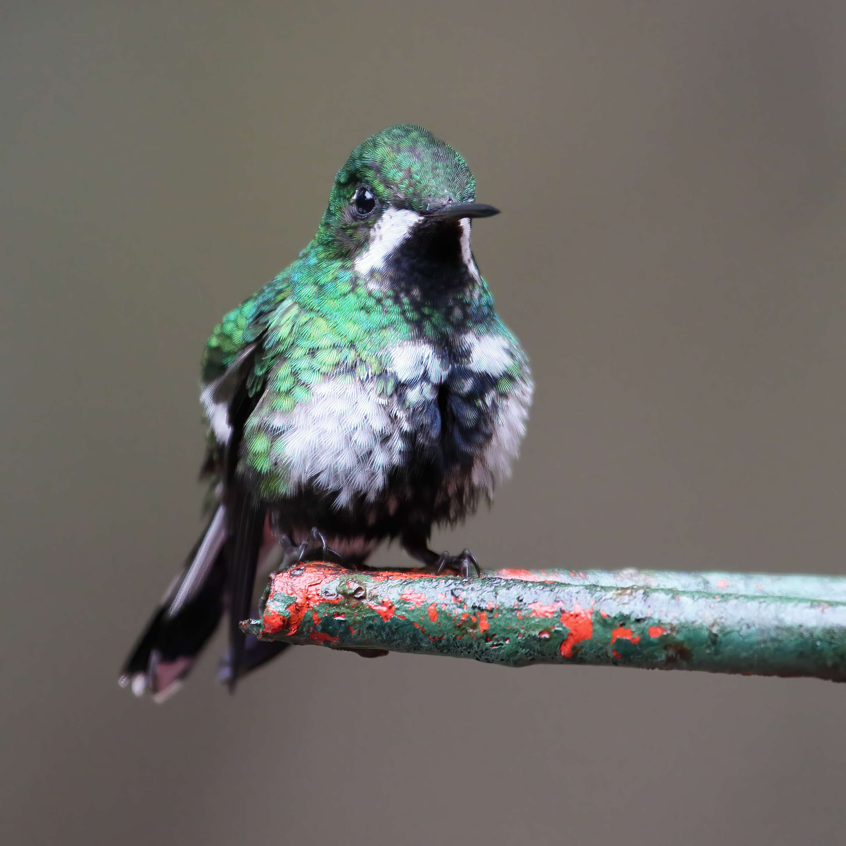 Image of Green Thorntail