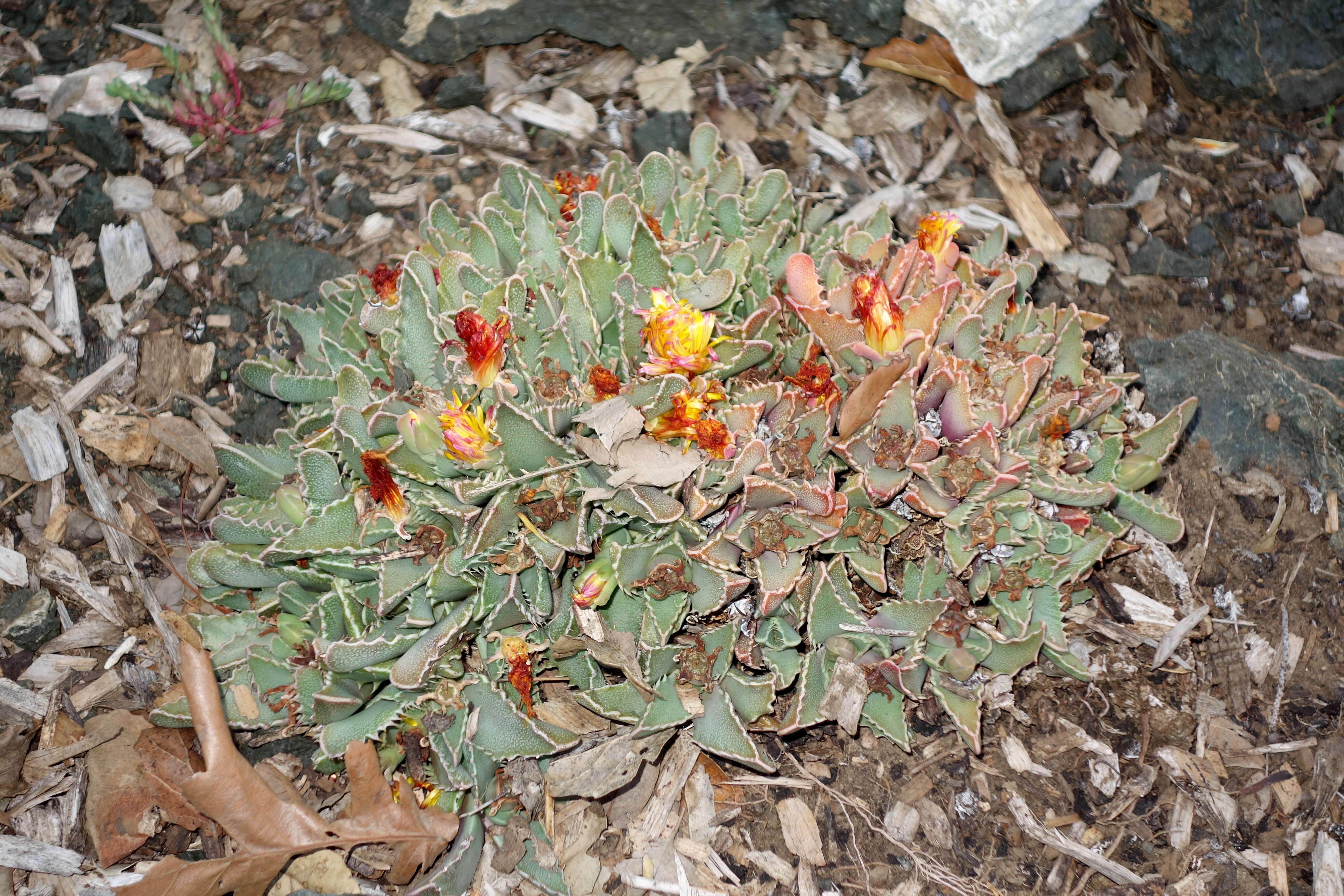 Image of Faucaria tigrina (Haw.) Schwant.