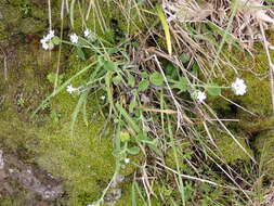 Image of Myosotis lytteltonensis (Laing & A. Wall) de Lange