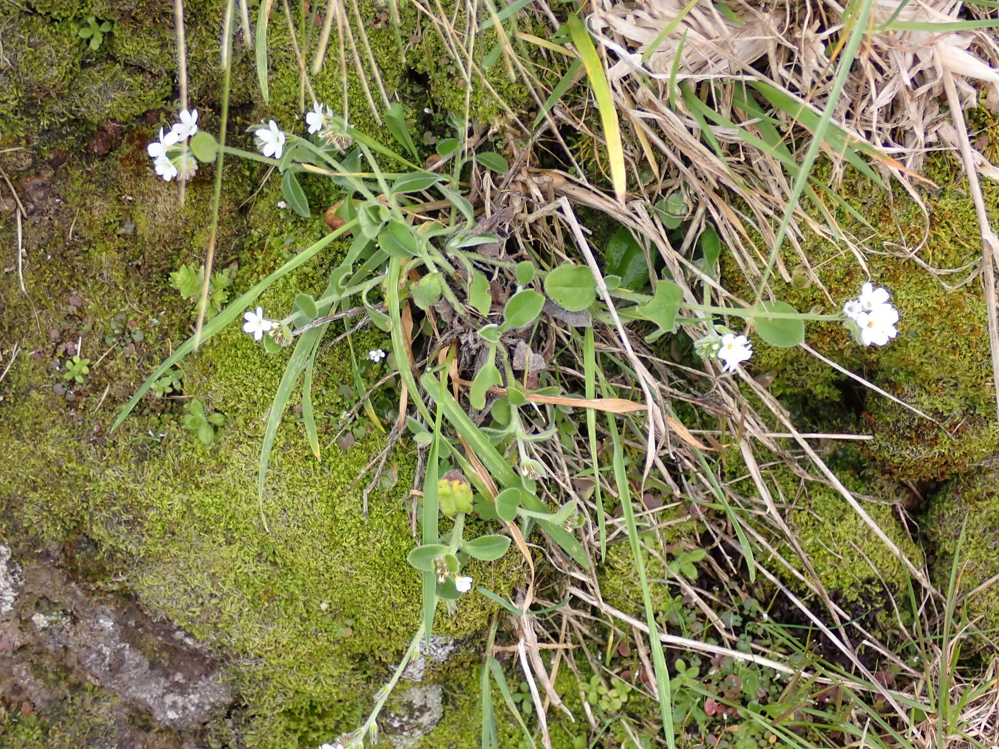 Imagem de Myosotis lytteltonensis (Laing & A. Wall) de Lange