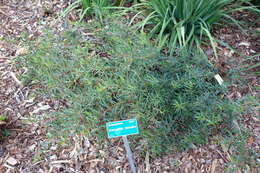 Image of Spotted Fuchsia-Bush