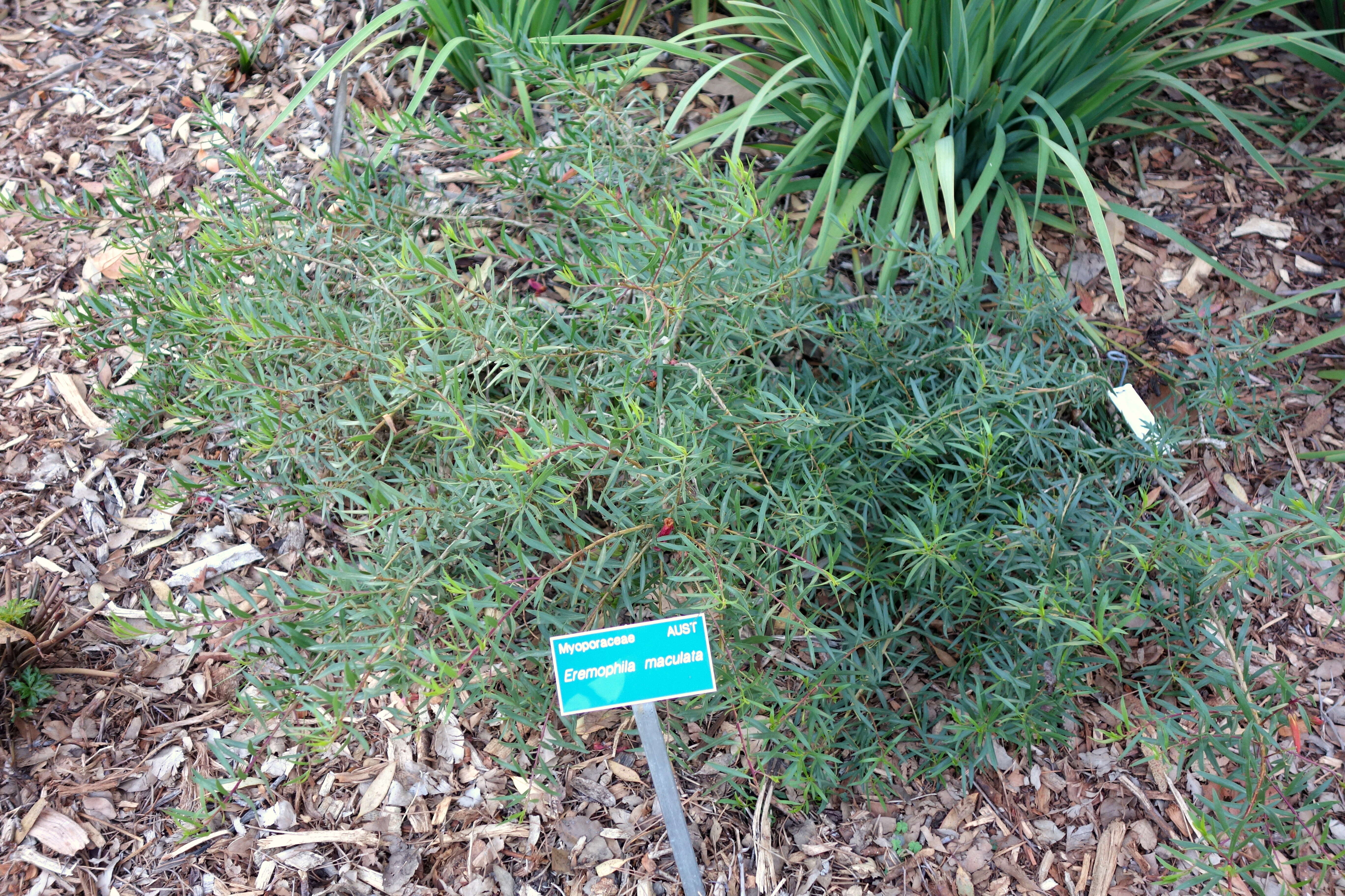 Image of Spotted Fuchsia-Bush