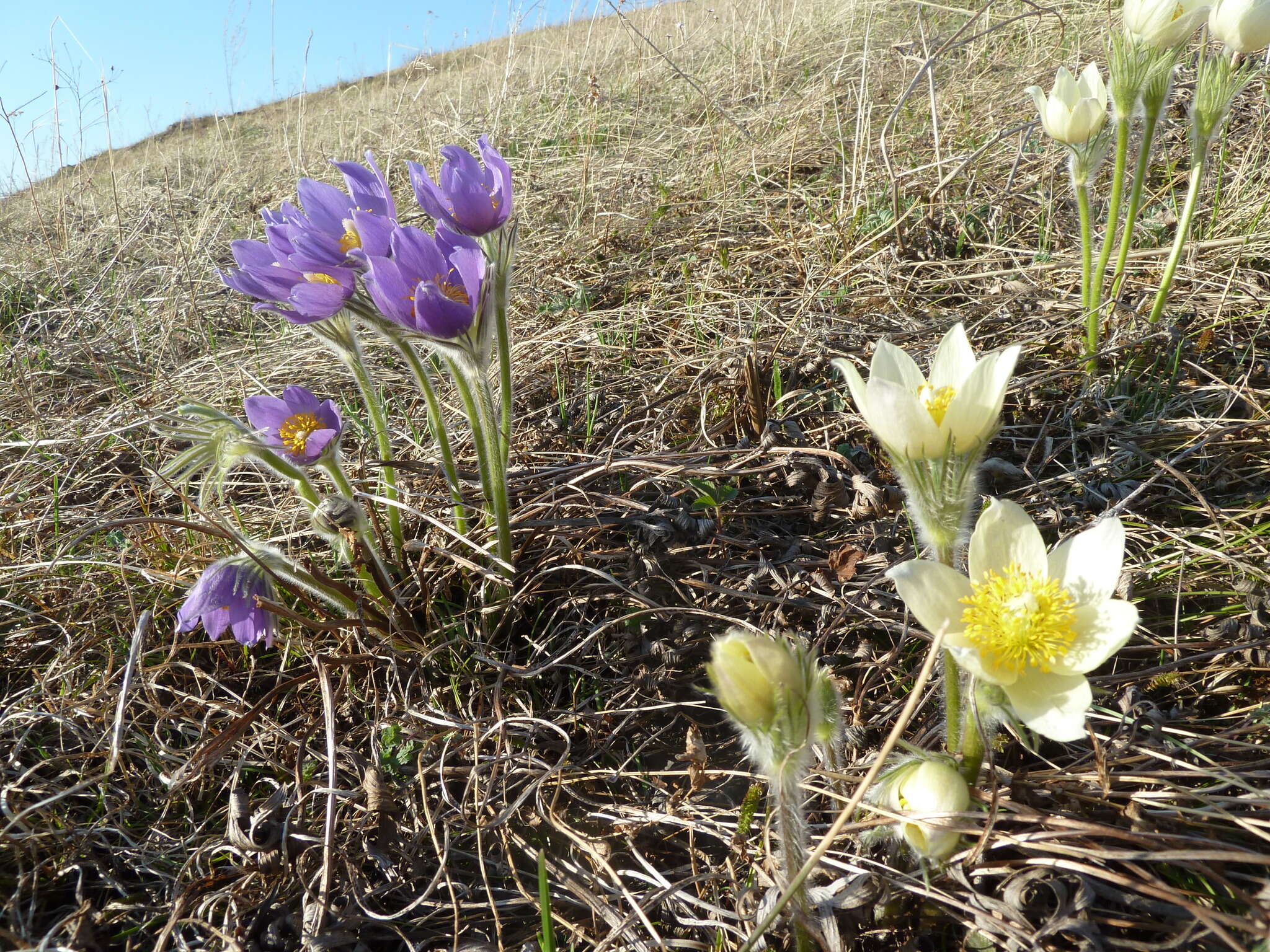 Image of Eastern Pasque Flower