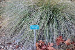 Image of deergrass