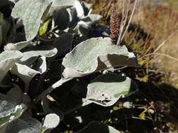 Image of Brachyglottis haastii (Hook. fil.) B. Nord.