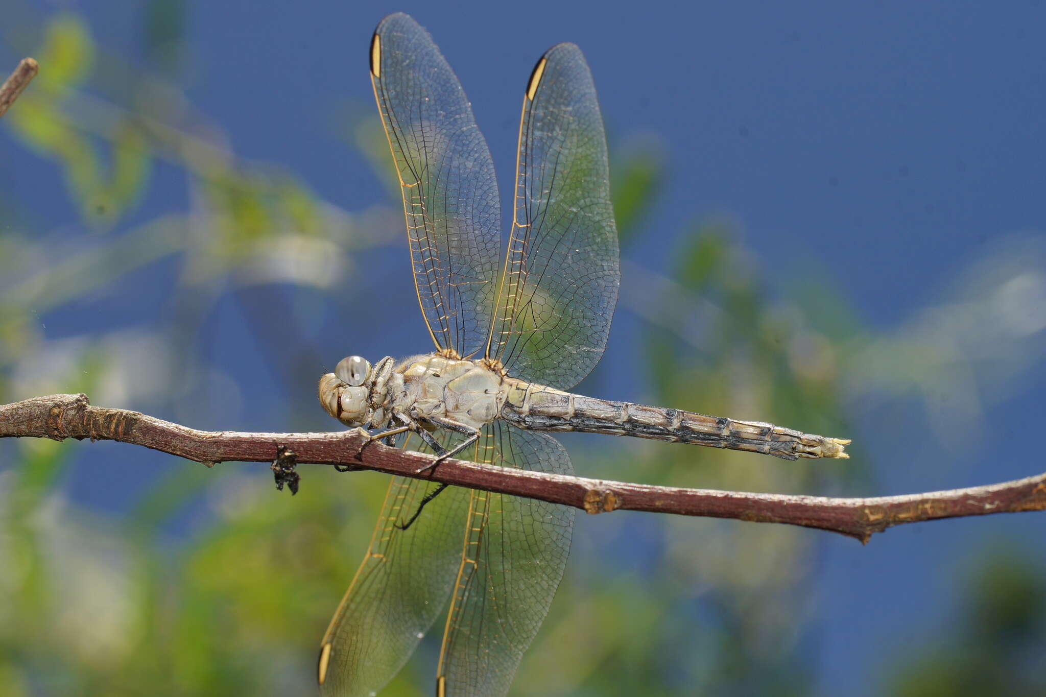 Image of Orthetrum caledonicum (Brauer 1865)