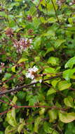 Image of Pisoniella arborescens (Lag. & Rodr.) Standl.