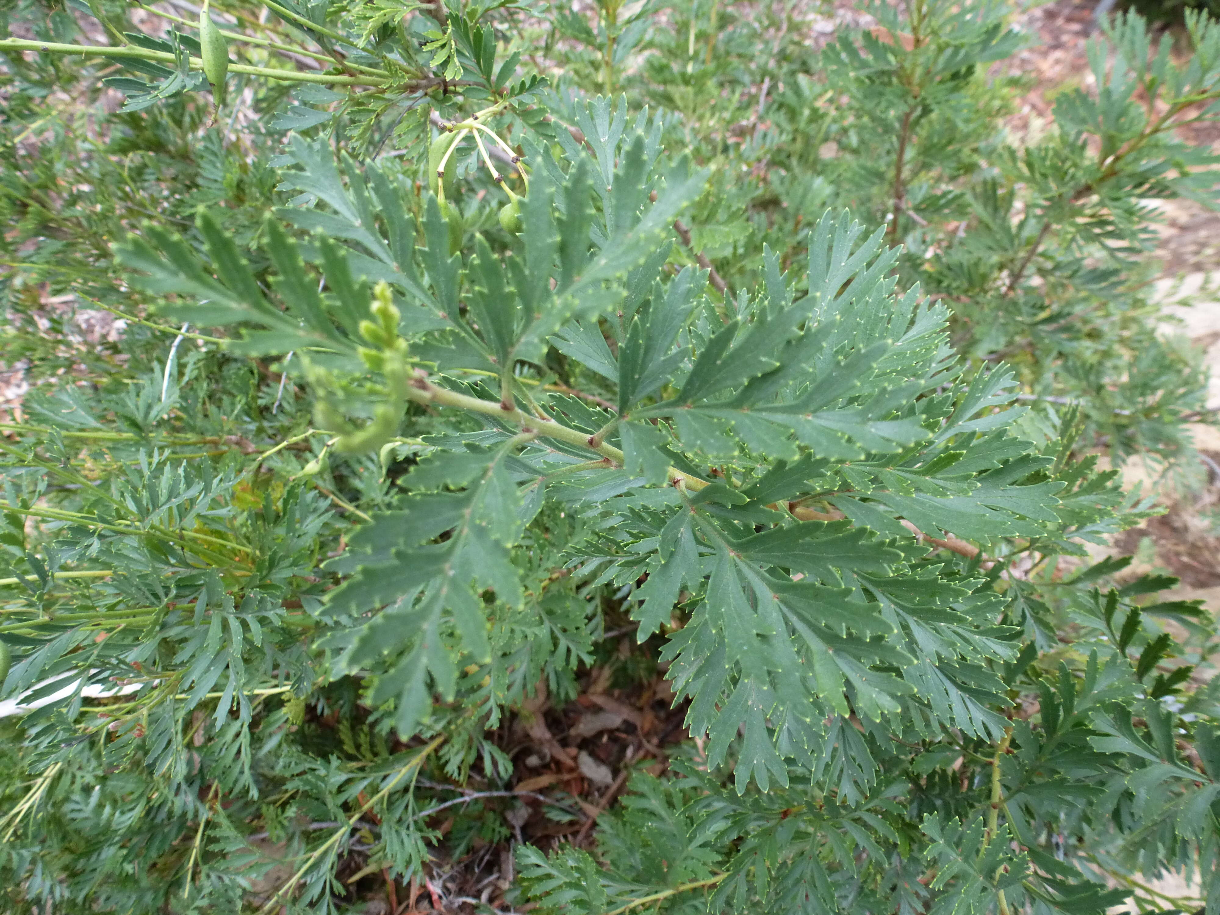 Imagem de Lomatia tinctoria (Labill.) R. Br.