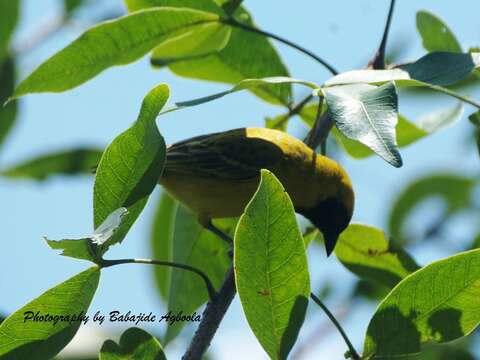 Image of Little Weaver