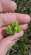 Image of wedgeleaf spurge