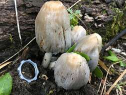 Coprinopsis atramentaria (Bull.) Redhead, Vilgalys & Moncalvo 2001 resmi