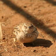 صورة Calendulauda africanoides africanoides (Smith & A 1836)