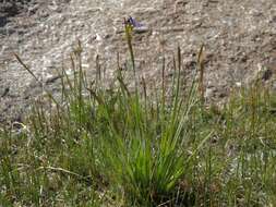 Слика од Sisyrinchium idahoense var. occidentale (E. P. Bicknell) Douglass M. Hend.