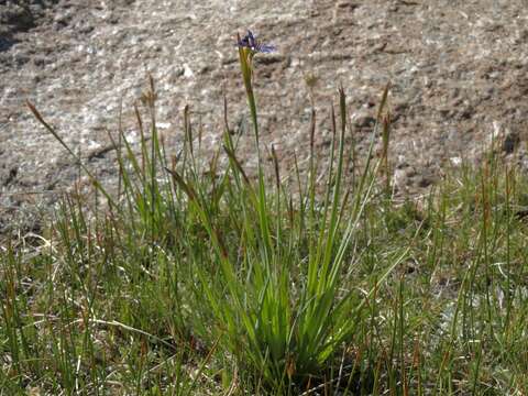 Sivun Sisyrinchium idahoense var. occidentale (E. P. Bicknell) Douglass M. Hend. kuva