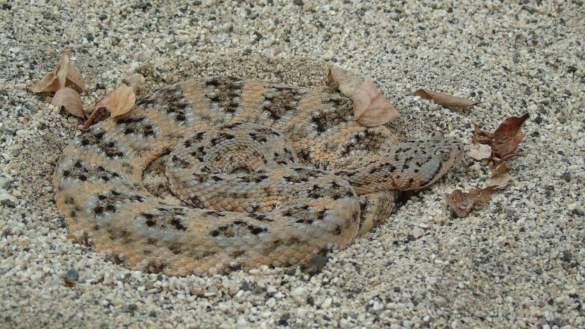 صورة Crotalus mitchellii (Cope 1861)