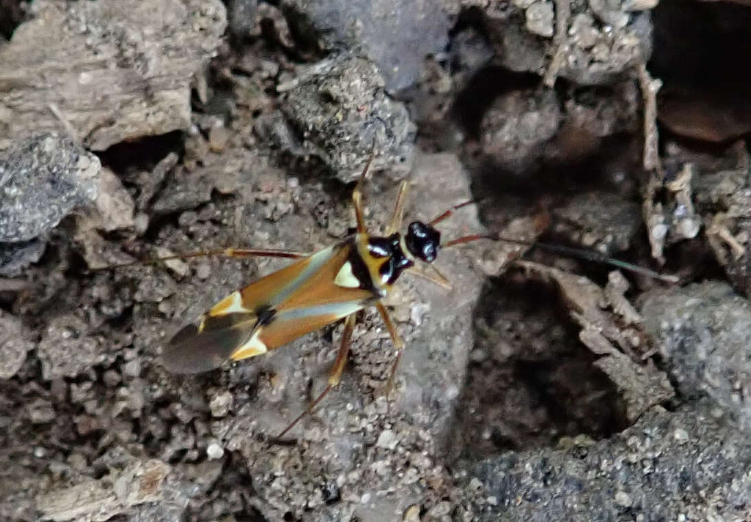 Image of Cyllecoris