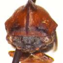 Image of Guayaquila obesa Dietrich