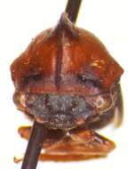 Image of Guayaquila obesa Dietrich