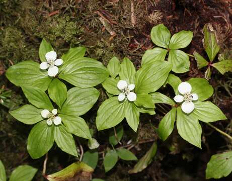 Image of bunchberry dogwood