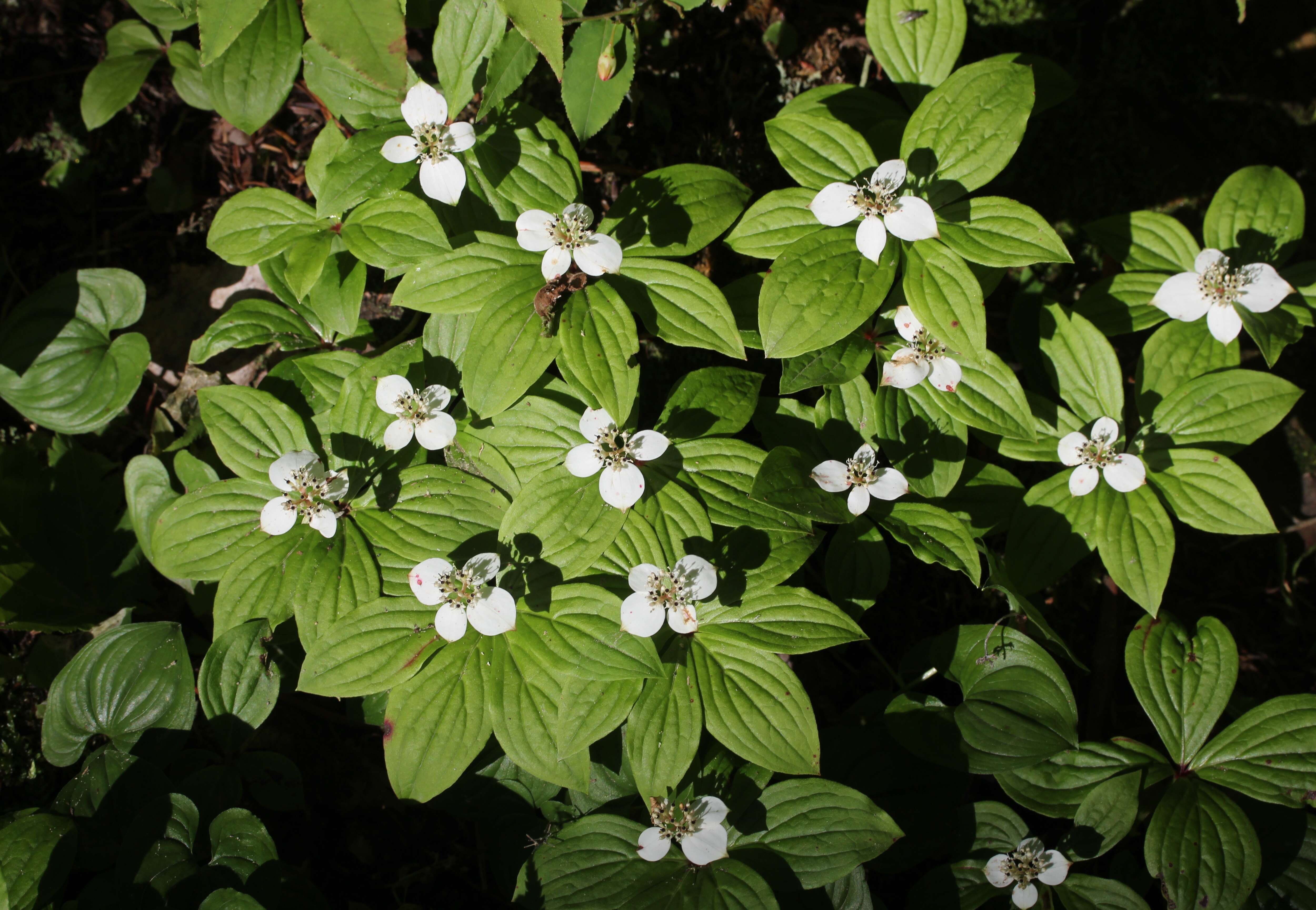 Image of bunchberry dogwood