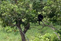 Image of Western Lowland Gorilla