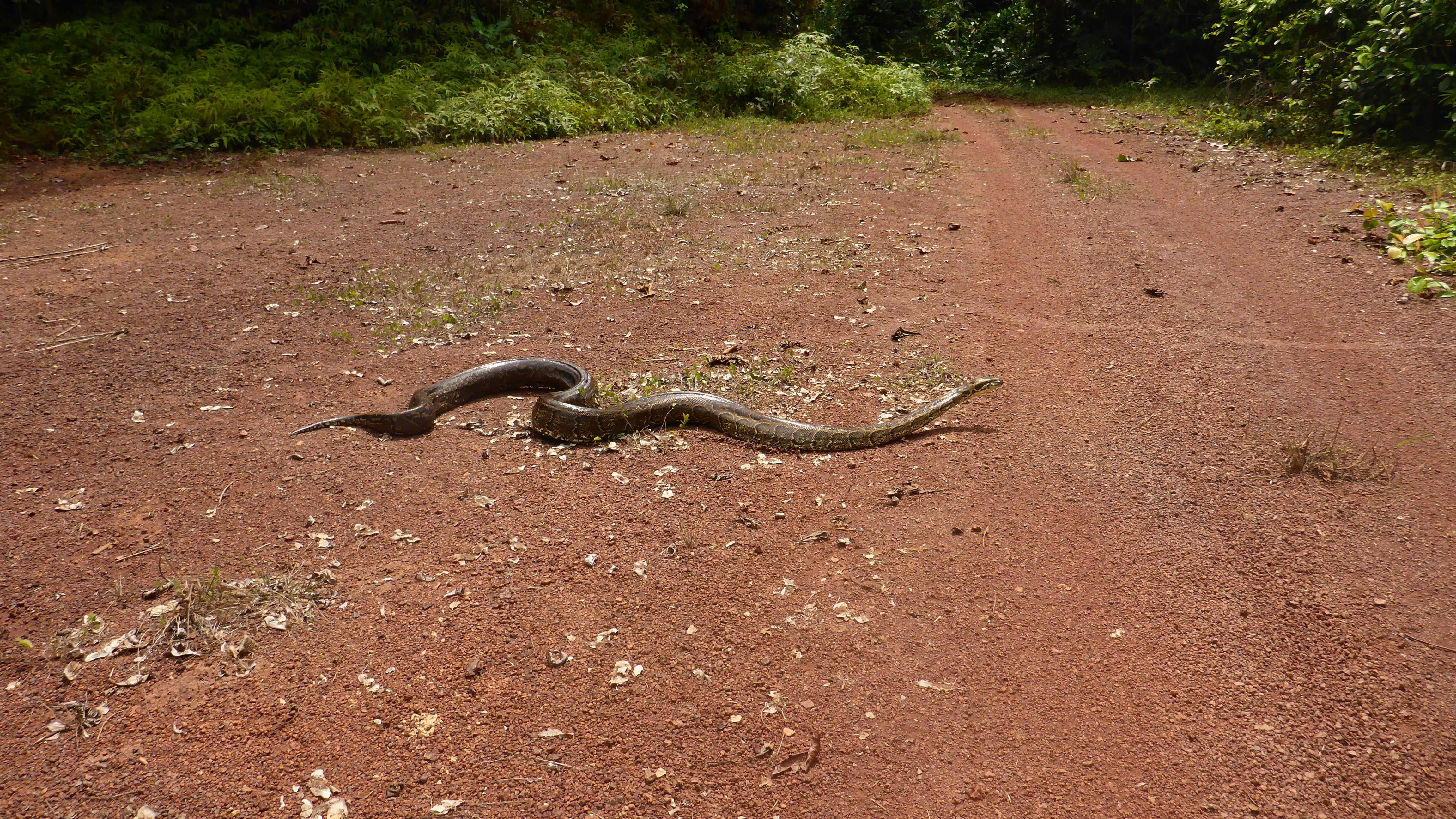 Image of African rock python