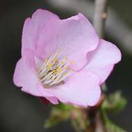 Image de Prunus nipponica Matsum.