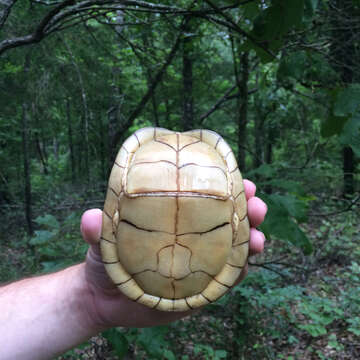 Image of Three-toed box turtle