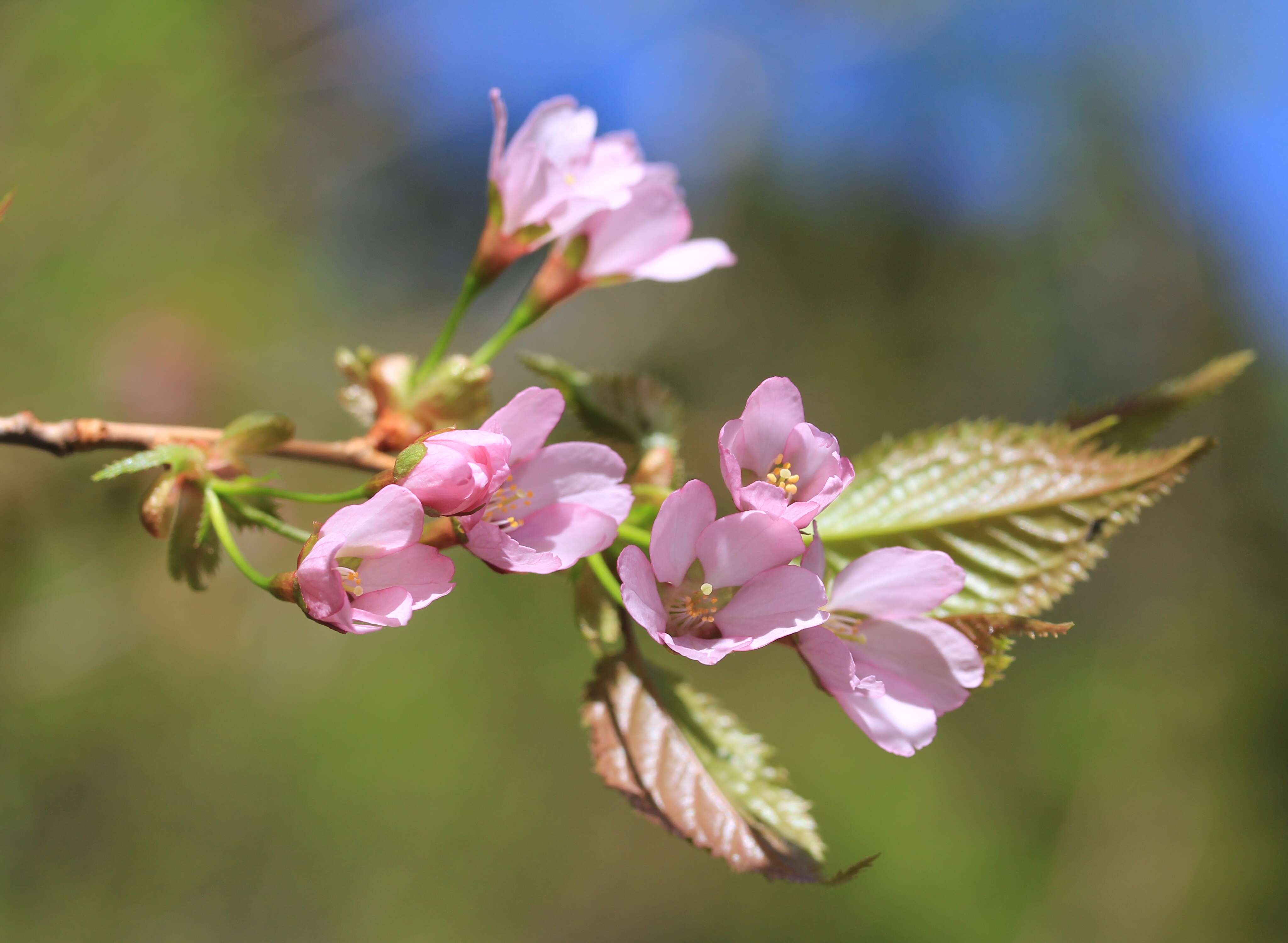 Image de Prunus nipponica Matsum.