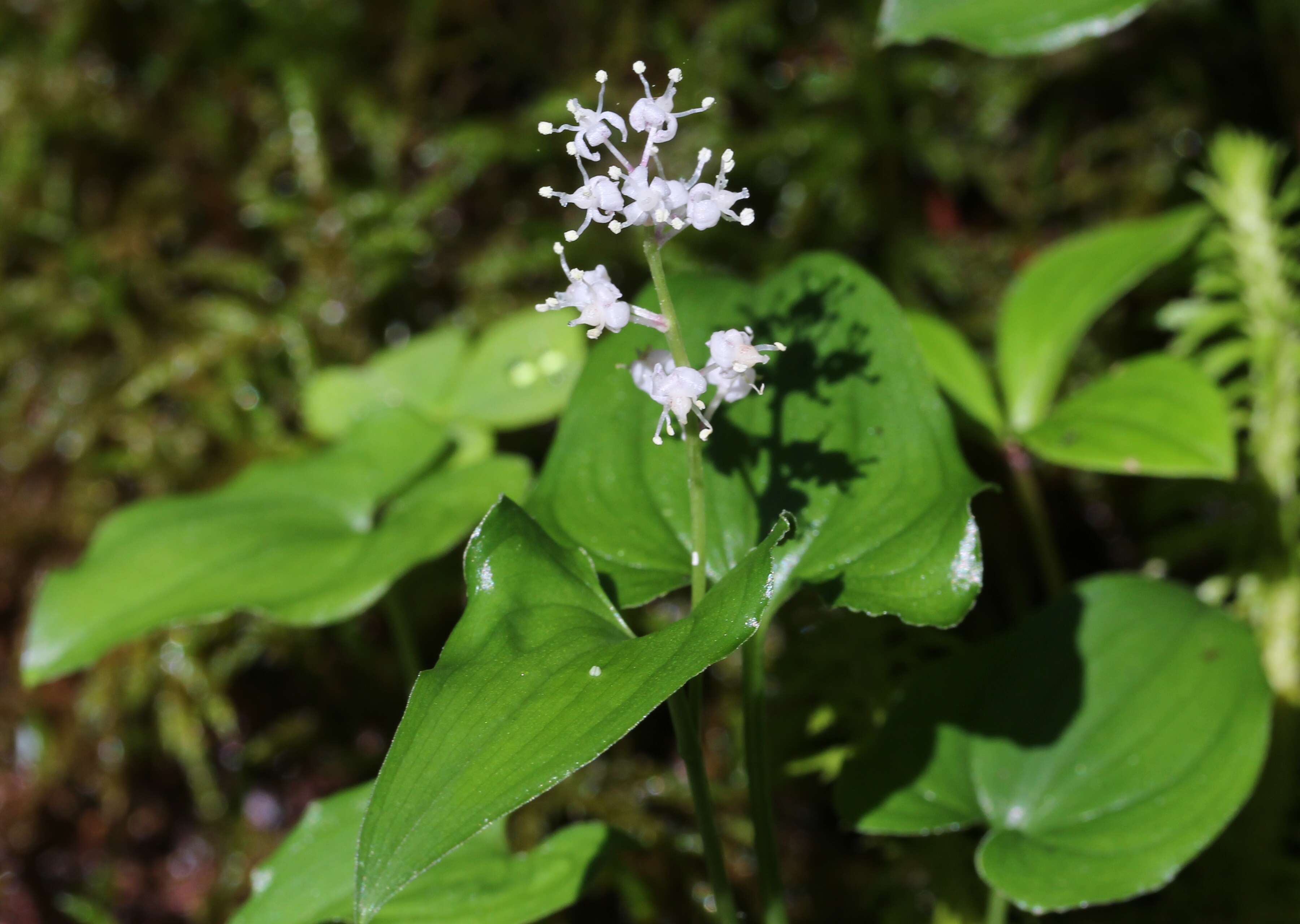 Imagem de Maianthemum dilatatum (Alph. Wood) A. Nelson & J. F. Macbr.