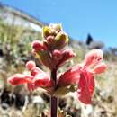 Plancia ëd Stachys turneri Rzed. & Calderón