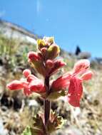 Stachys turneri Rzed. & Calderón resmi