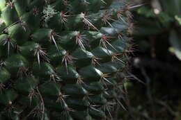 Image de Mammillaria mystax Mart.