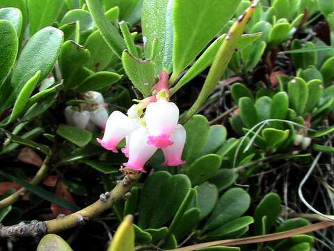 Image of bearberry