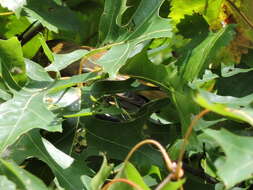 Image of Summer Tanager