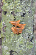 Plancia ëd Flammulina velutipes (Curtis) Singer 1951