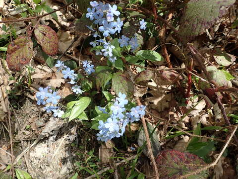 Omphalodes cappadocica (Willd.) DC. resmi