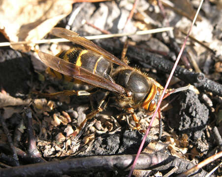 Image of Vespa crabro altaica Perkins 1910