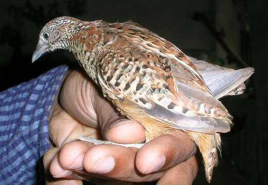 Image of Barred Buttonquail