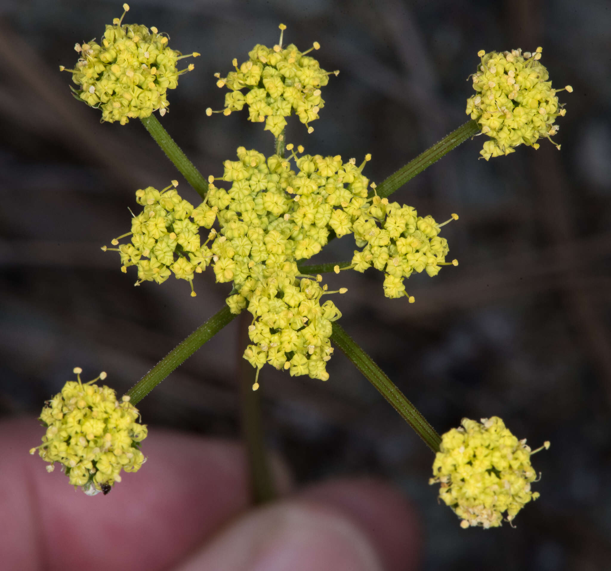 Image of Lomatium caruifolium var. caruifolium