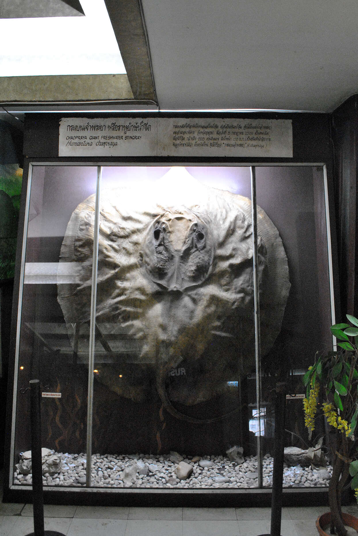 Image of Giant freshwater stingray