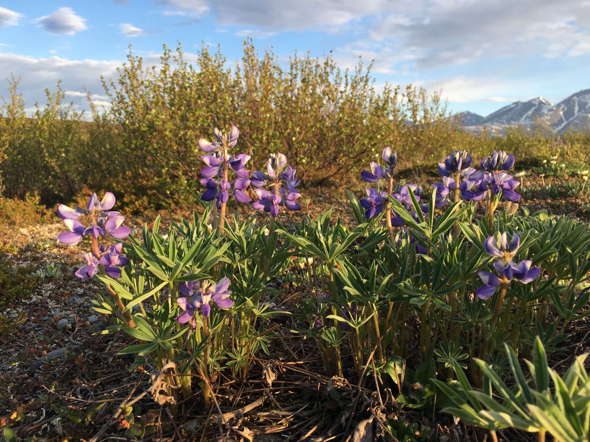 صورة Lupinus arcticus S. Watson