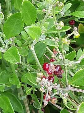 Chenopodium candolleanum subsp. candolleanum的圖片