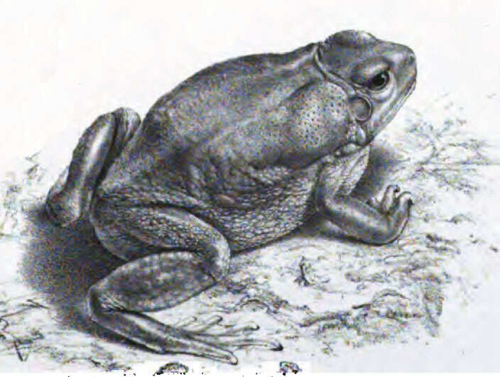 Image of Olive Toad