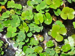 Image of Australian Water-Clover