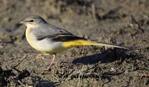 Image of Grey Wagtail