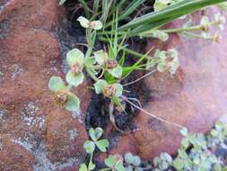 Sivun Euphorbia silenifolia (Haw.) Sweet kuva