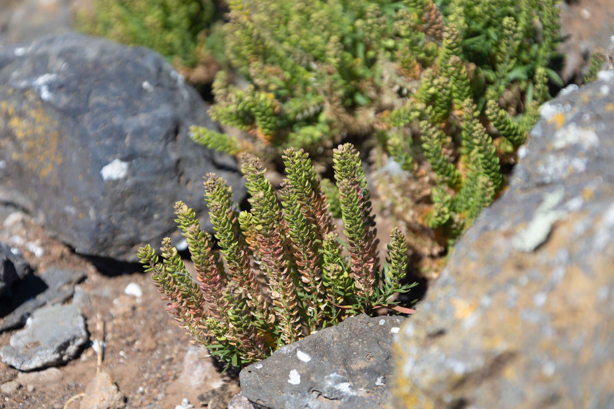 Image of Lepidium horstii Johow ex Skottsb.